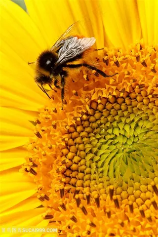 高清蜜蜂向日葵摄影图片