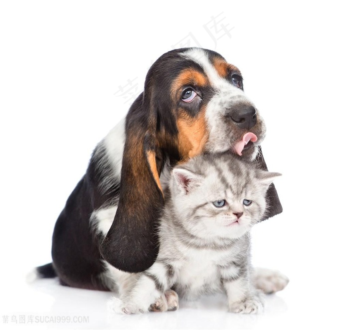可爱的猫狗动物高清图片