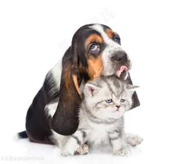 可爱的猫狗动物高清图片