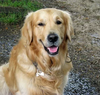 金毛犬狗狗图片 金毛犬狗狗图片