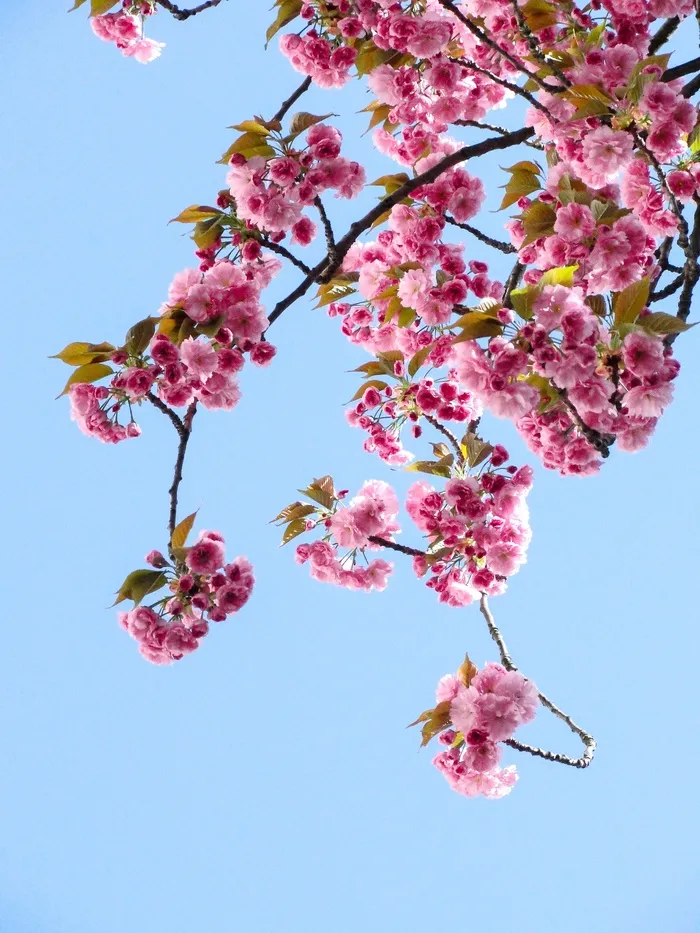 桃花立春春天背景花图片