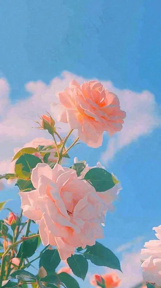 春天蓝天白云阳光下的浪漫粉色玫瑰枝叶绿叶