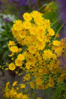蒲公英花图片 蒲公英花图片