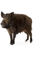 野猪 PNG免抠(140x240)