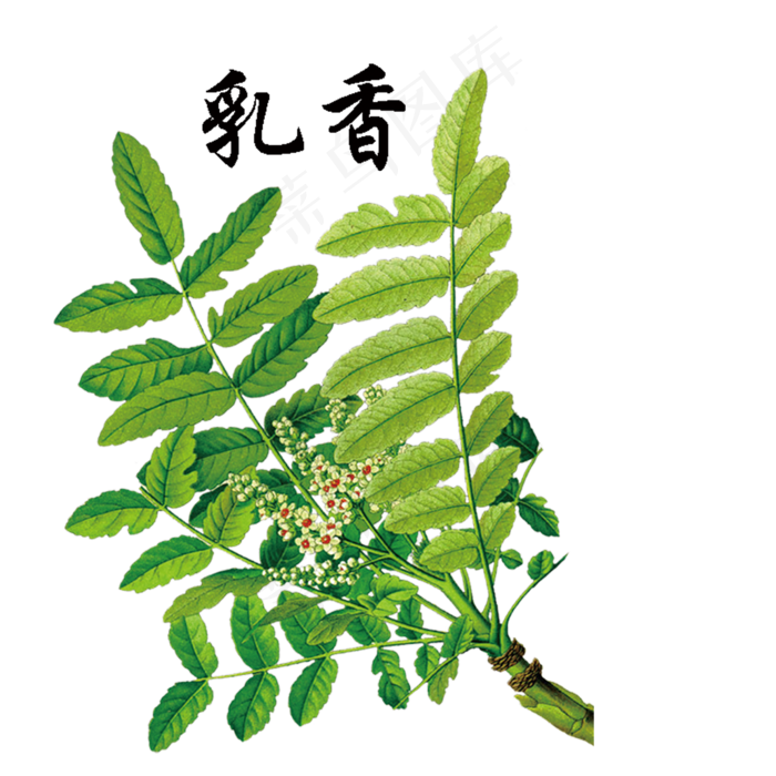 手绘草本中药药材乳香