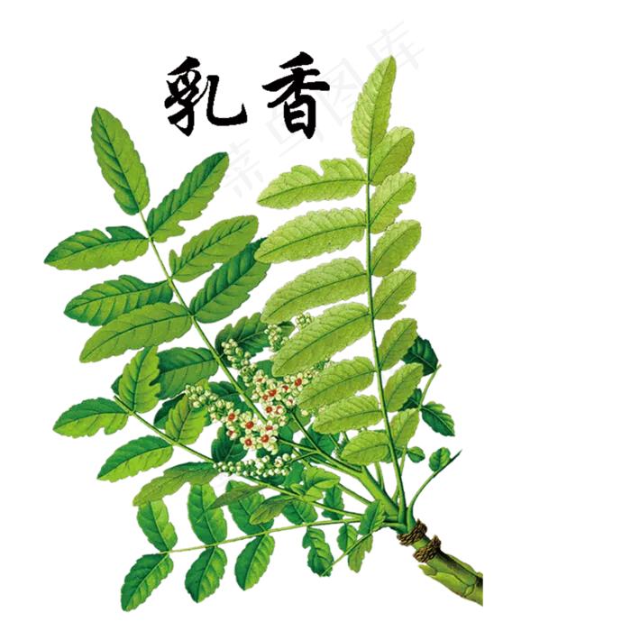 手绘草本中药药材乳香
