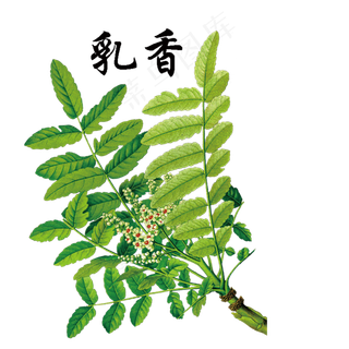 手绘草本中药药材乳香