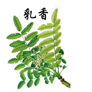 手绘草本中药药材乳香 手绘草本中药药材乳香