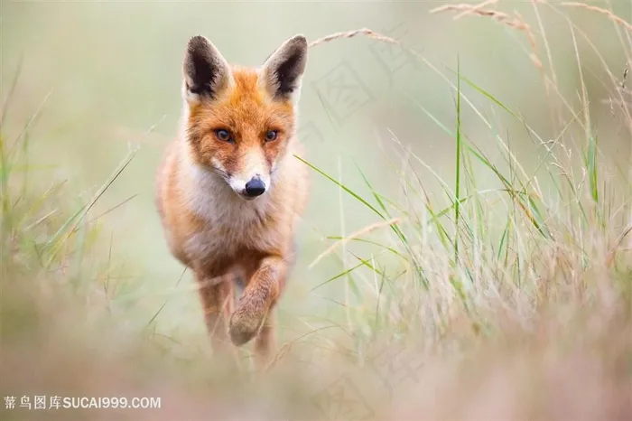 高清草地行走的赤狐图片