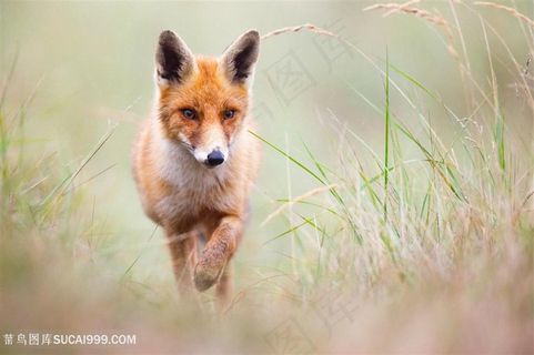 高清草地行走的赤狐图片