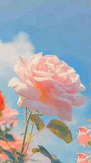 春天蓝天白云阳光下的浪漫粉色玫瑰枝叶绿叶