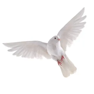 免抠鸽子实物摄影图片