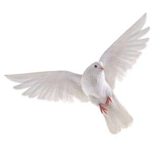 免抠鸽子实物摄影图片