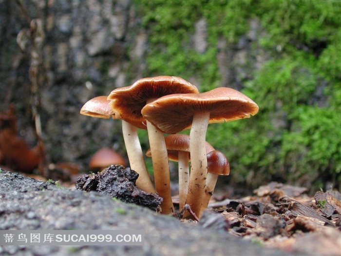 野生蘑菇特写