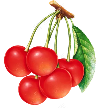 樱桃免抠素材 (20)