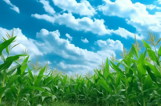 开阔的玉米田蓝天白云摄影图