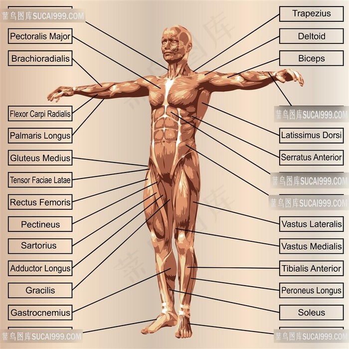 英语介绍人体结构肌肉图