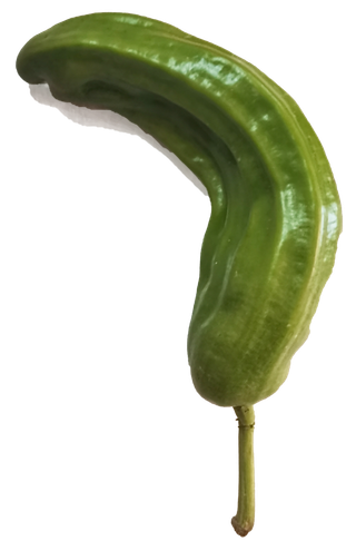 单个新鲜海椒农家有机田园青椒螺丝椒线椒菜椒辣椒免抠元素实物摄影素材