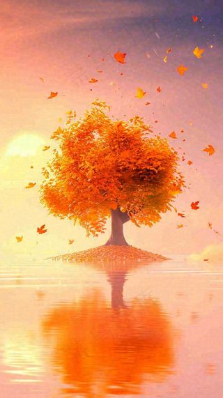 秋天树木的秋叶在河面上飘扬，金黄色温馨，秋分