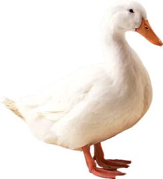 家禽 小鸭子 大白鹅 免扣png透明元素