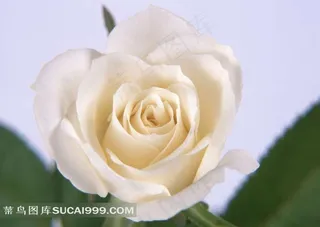 高清白色玫瑰花素材