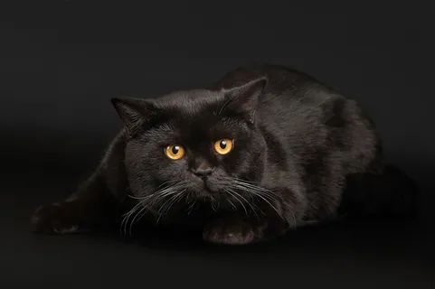黑色高贵波斯猫咪图片 黑色高贵波斯猫咪图片