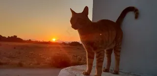 黄昏下的小猫图片