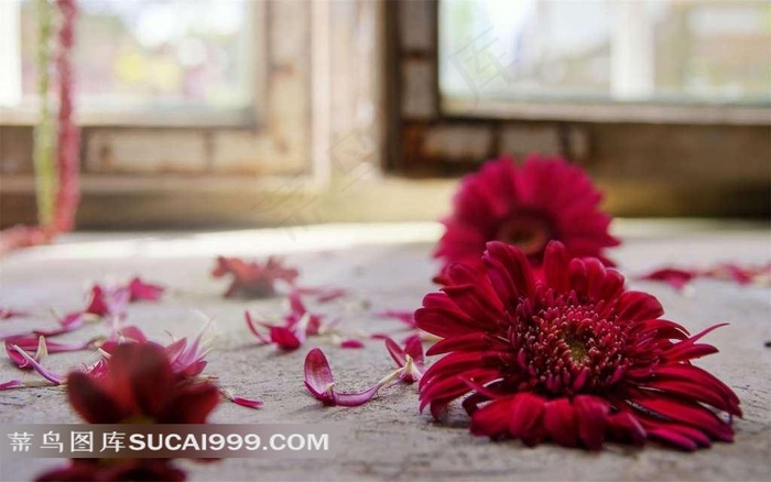 地板上洒落的红色菊花
