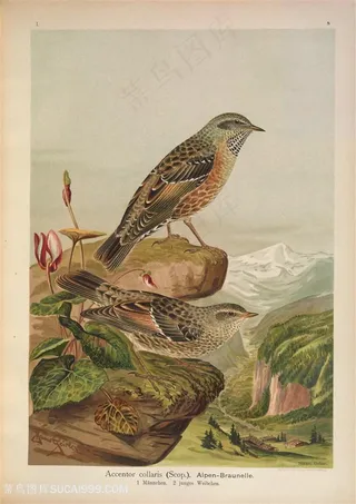 高清站在山崖上的雀鸟插画图片素材