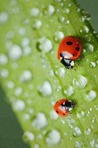 春夏雨天雨水七星瓢虫叶子，昆虫，小暑大暑白露雨水谷雨摄影图