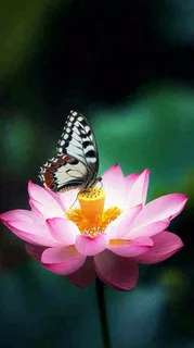 夏日清新荷塘荷花绿色大气摄影，立夏夏至处暑摄影图