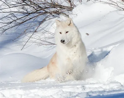 唯美野生动物雪地里的白狼图片 唯美野生动物雪地里的白狼图片