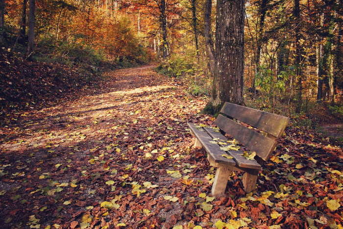 秋天森林公园图片