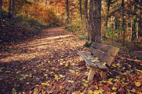 秋天森林公园图片 秋天森林公园图片