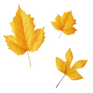 黄色的叶子免抠