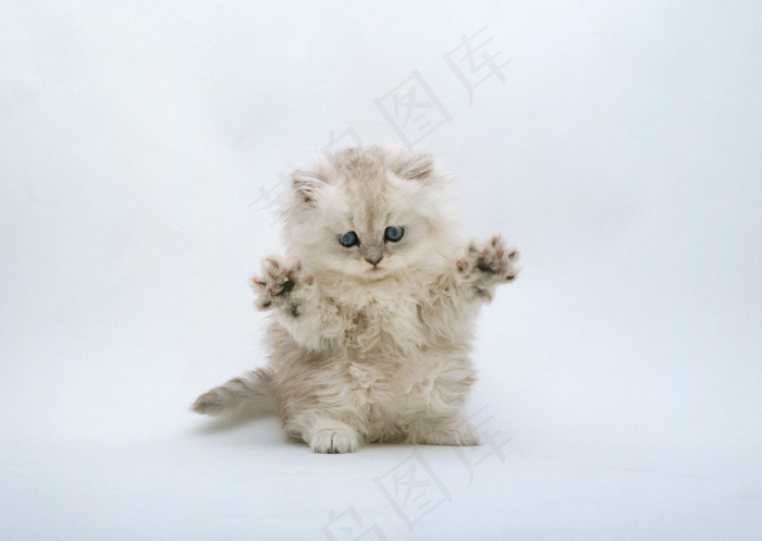 小猫图片