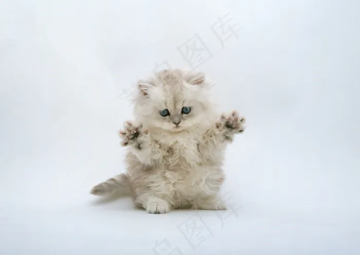 小猫图片