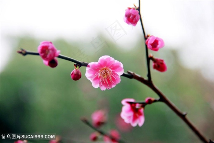 树枝上的梅花鲜花图片