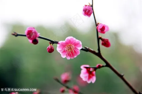 树枝上的梅花鲜花图片 树枝上的梅花鲜花图片