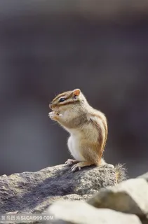 站立的小花鼠子图片动物大全 站立的小花鼠子图片动物大全