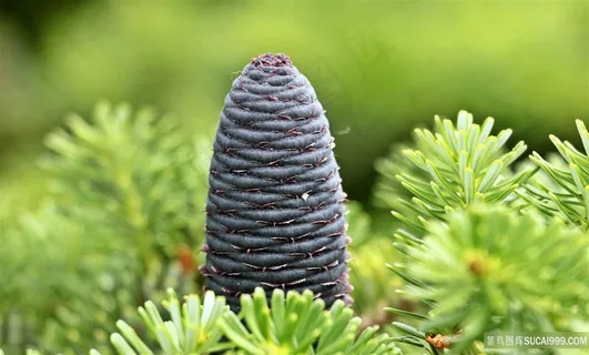 高清松果图片