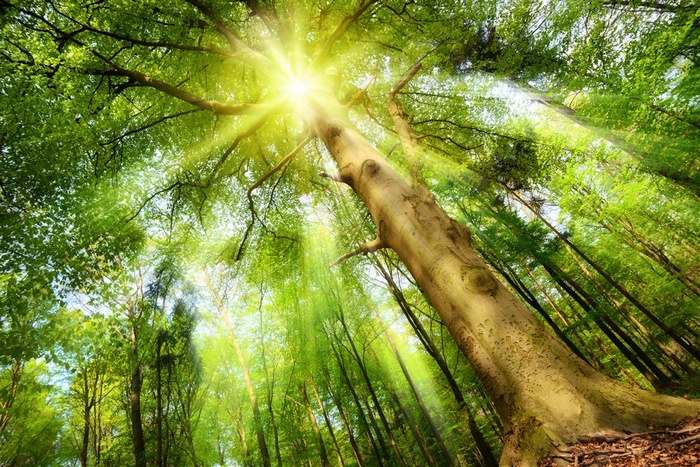 透过阳光的树林风景高清图片素材