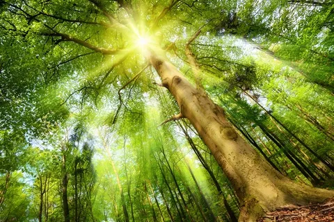 透过阳光的树林风景高清图片素材 透过阳光的树林风景高清图片素材
