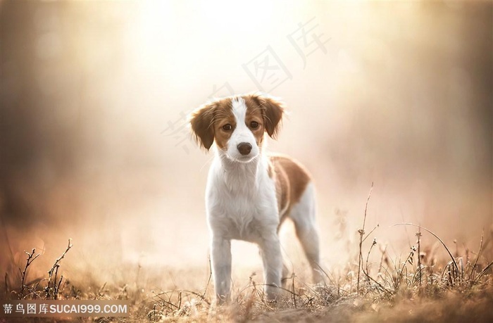 高清林间小奶狗摄影图片