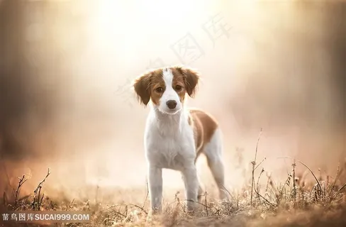 高清林间小奶狗摄影图片 高清林间小奶狗摄影图片