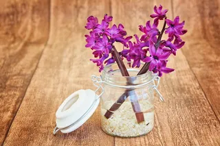 风信子小清新图片