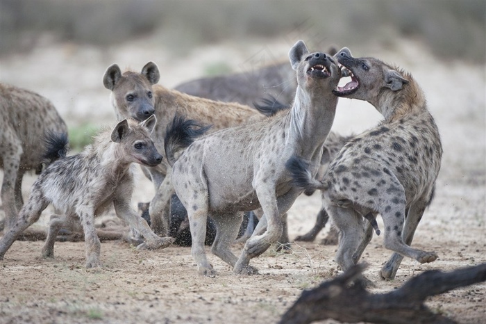 唯美野生动物梅花鹿图片