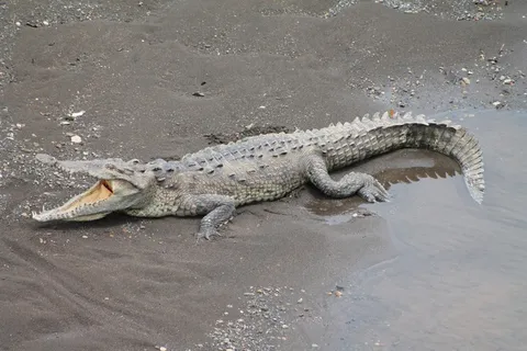 海滩鳄鱼图片 海滩鳄鱼图片