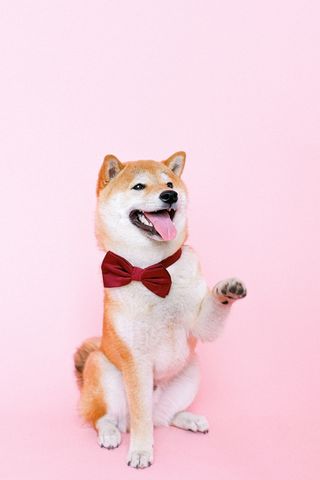 可爱小狗狗狗摄影素材