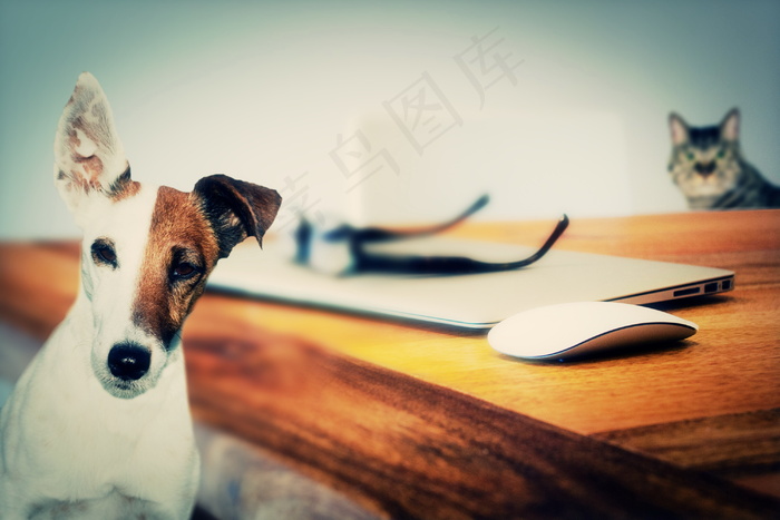 非主流小狗小猫图片